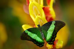 开云体育在线-马刺对阵独行侠，班凯罗如何以独特节奏掌控全场