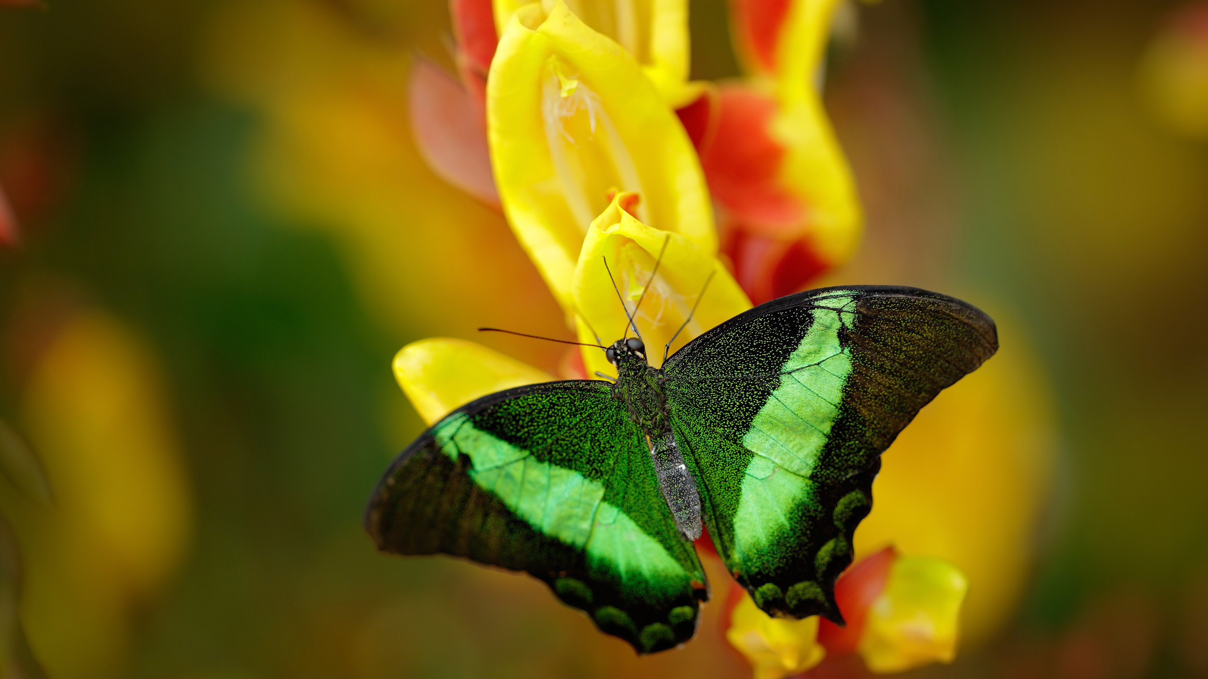 马刺对阵独行侠,班凯罗如何以独特节奏掌控全场